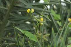 Vigna radiata var. sublobata